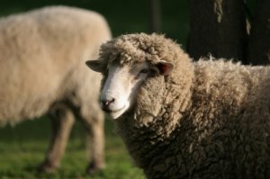 sheep